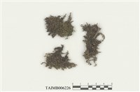 藏品(耳葉蘚屬)的圖片